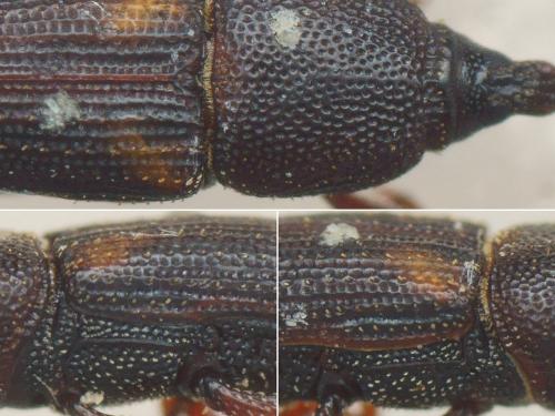 Sitophilus oryzae